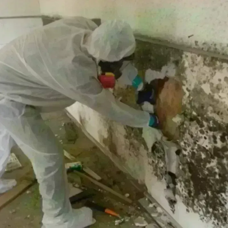 Mold Remediation and Removal in Castro County, TX